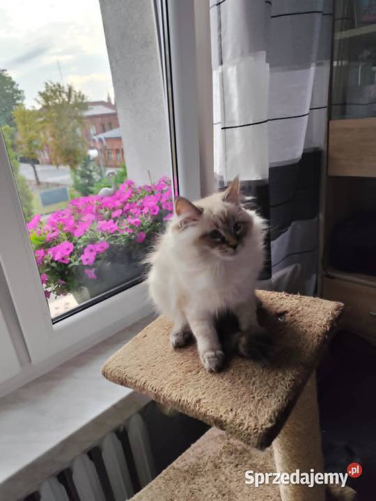 Kotki Neva masquerade FifeFPL Żyrardów