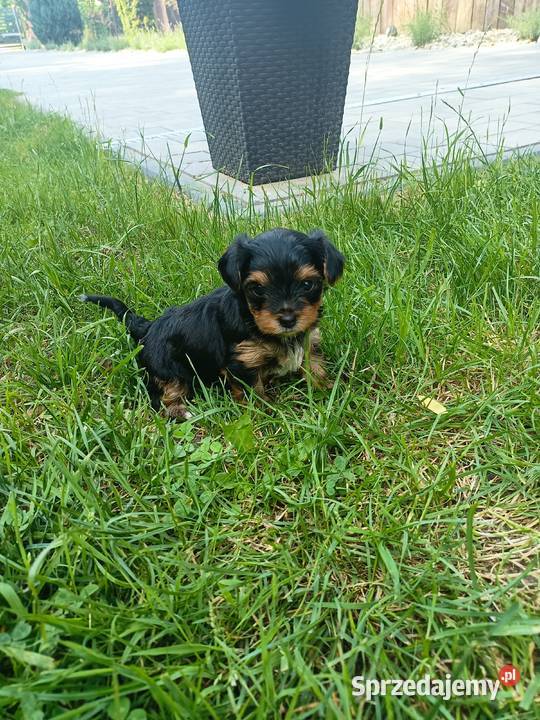 York terrier Pryszczowa Góra