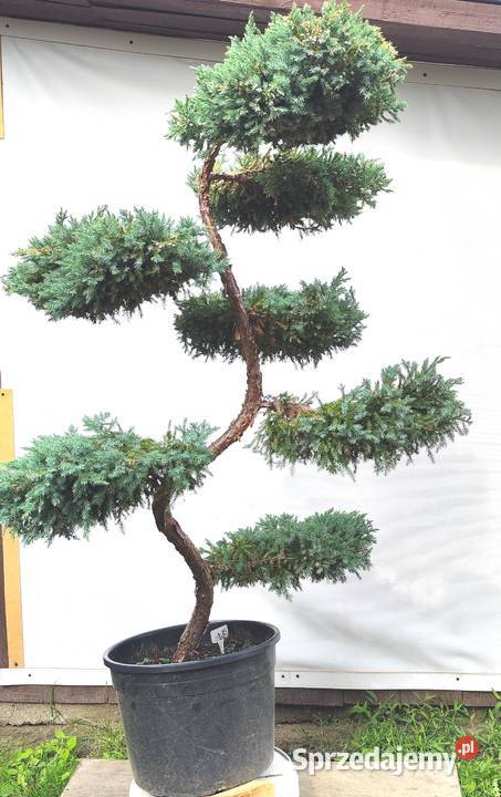 Bonsai Niwaki Jałowiec Blue Carpet Medynia Łańcucka