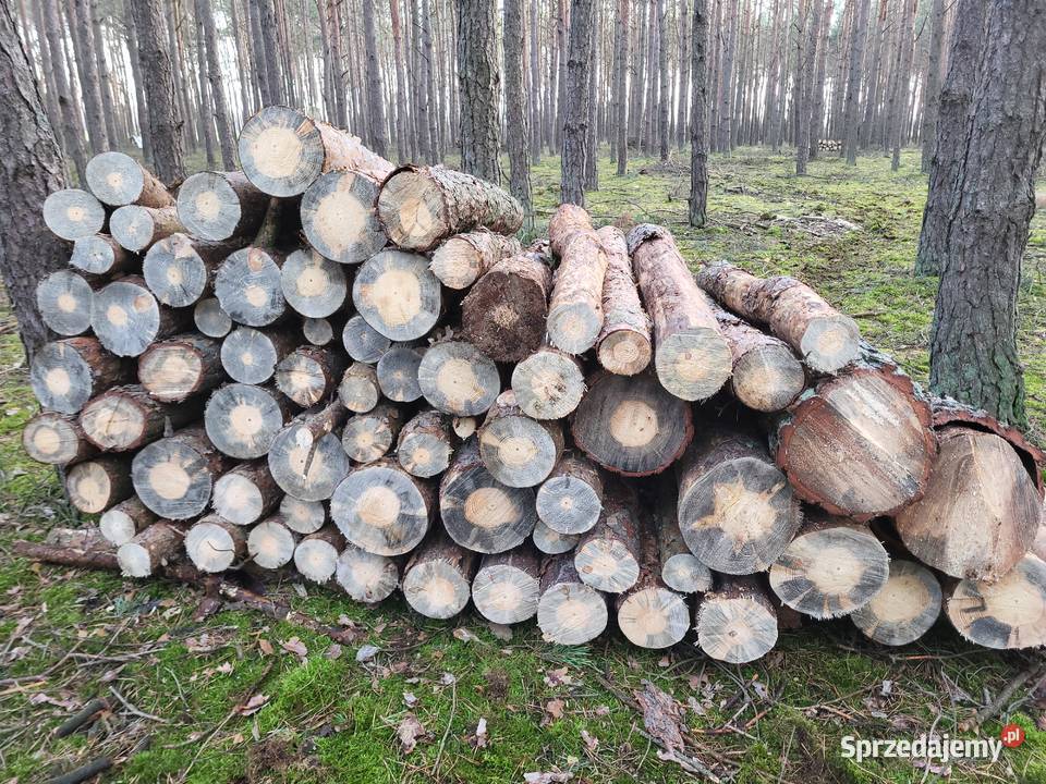 SUCHE drewno opalowe kominkowe sosna sprzedam