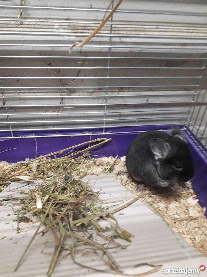 Szynszyle czarna perła z genem fioleta Dobrzyca