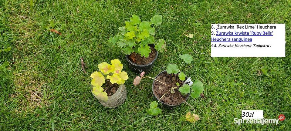 Żurawka Rex Lime Heuchera i inne Opole