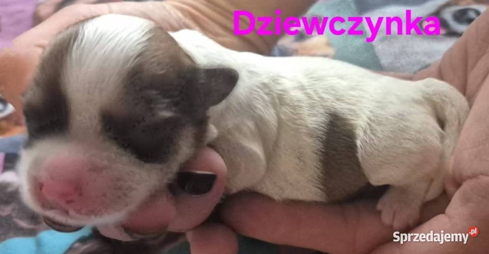 Do Rezerwacji Szczenięta Morkie Konin