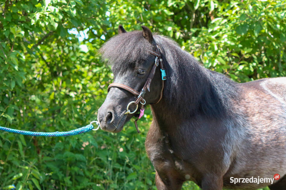 13letnia klacz kuca szetlandzkiego z