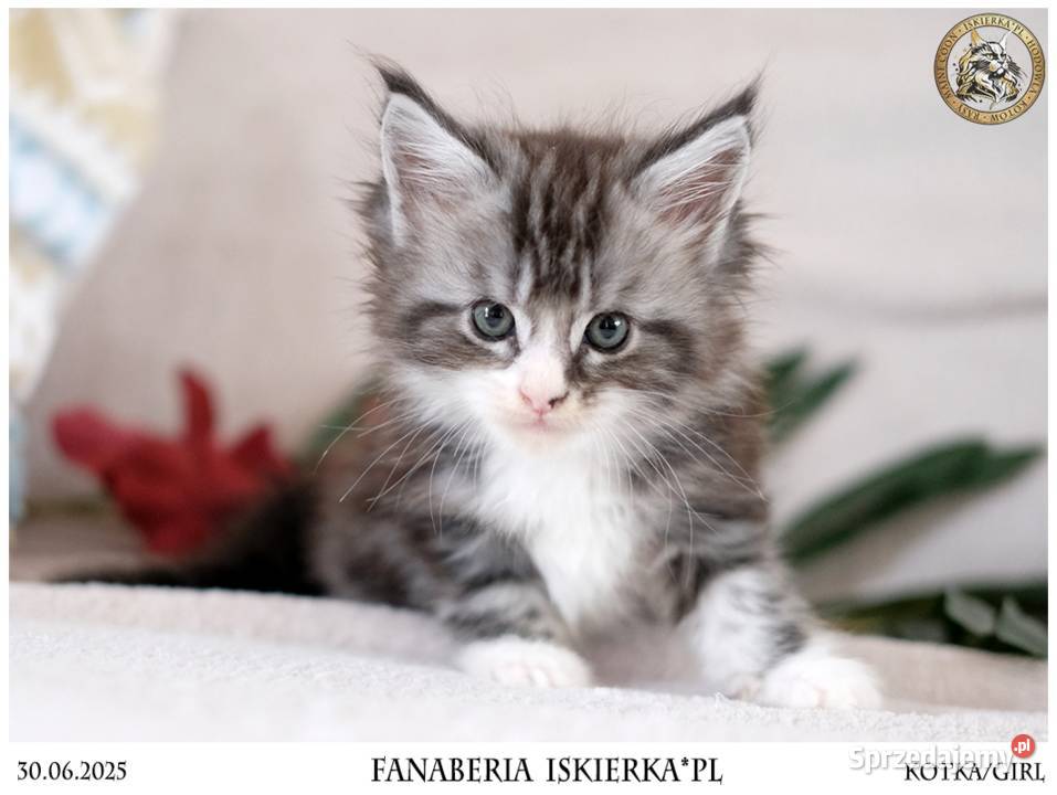 Srebrzysta kotka o pięknym kontraście maine coon Warszawa
