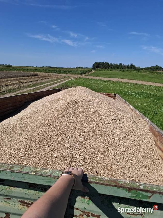 Pszenżyto ozime tegoroczne sprzedam