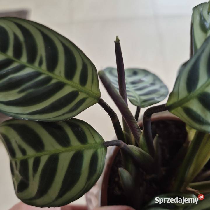 Calathea ctenanthe burle marxii fishbone kwiaty Skuły sprzedam