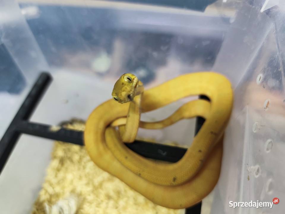 Boa leśny Corallus hortulanus samica CB 2024 Krapkowice sprzedam