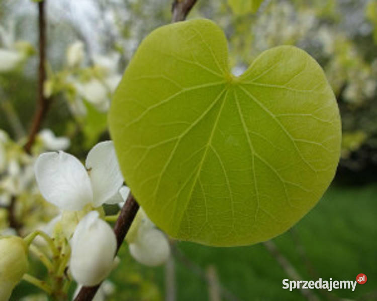 JUDASZOWIEC ALBIDA sadzonki w doniczkach Ustronie