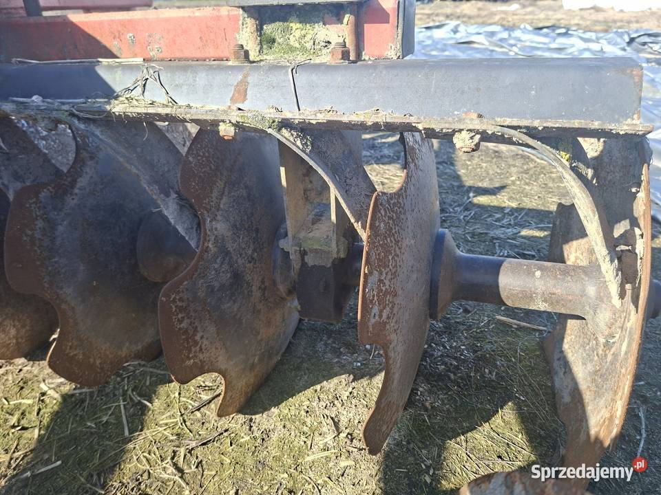 Talerzówka mazowieckie Zychorzyn sprzedam