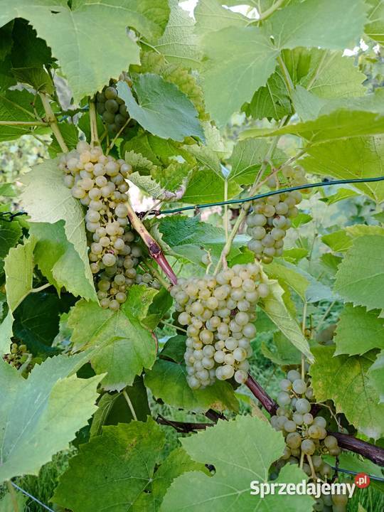 Sprzedam winogrona Solaris na wino soki świętokrzyskie sprzedam