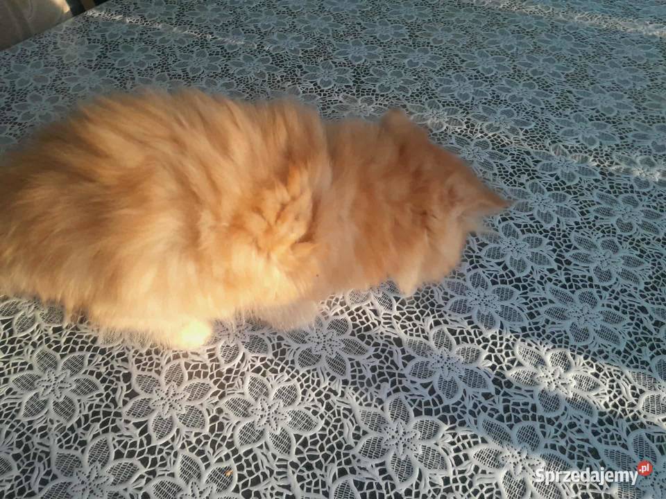 Kocurek perski rudobiszkoptowy Szyk