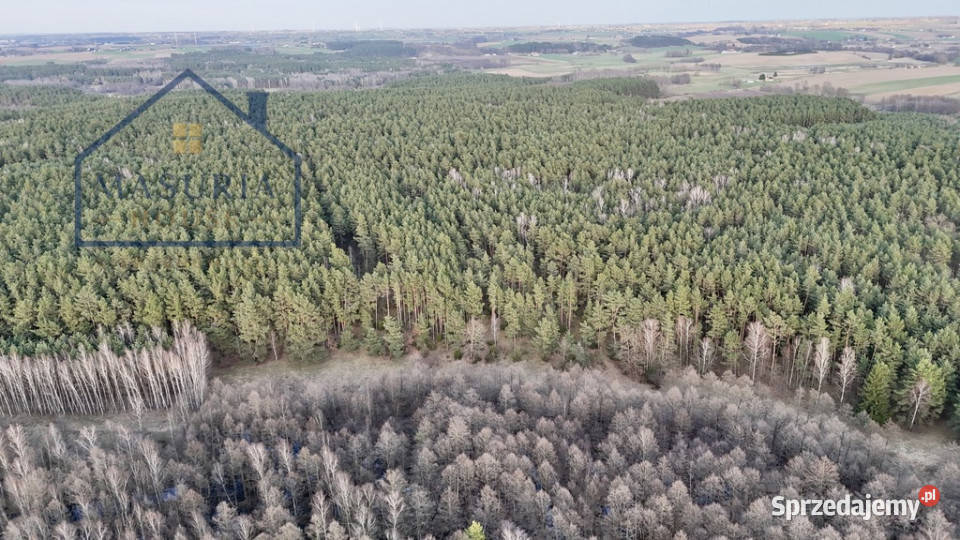 Działka w lesie polana Łapinóż