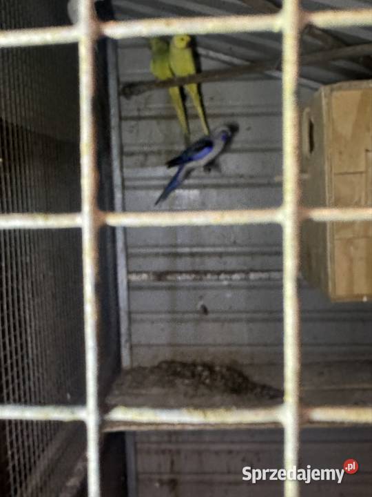 Sprzedam papugi wielkopolskie Pawłowice