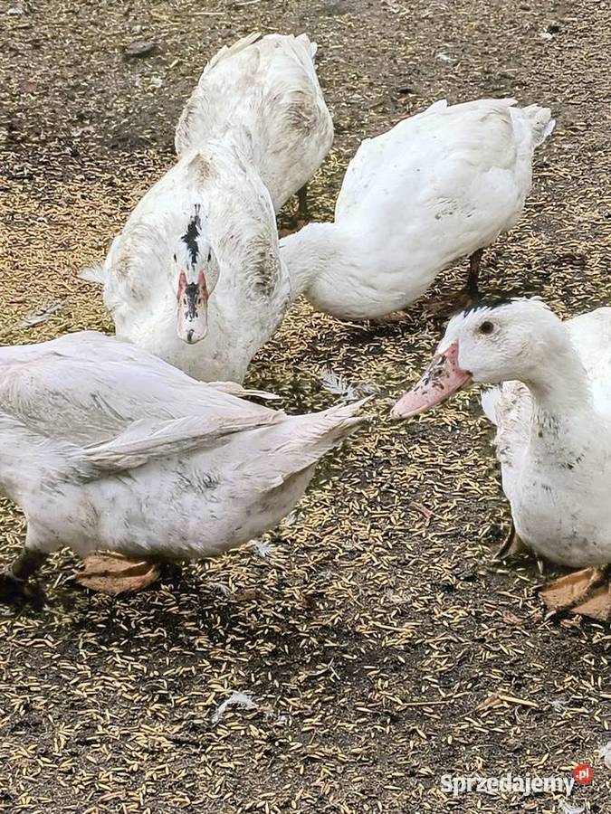 Sprzedam KaczkogesiKaczki Pekin Gęsi Roszkowo