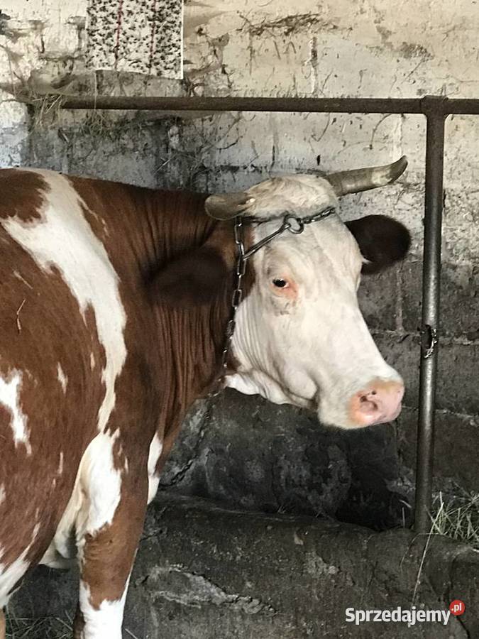 Krowa mleczna mućka lubelskie