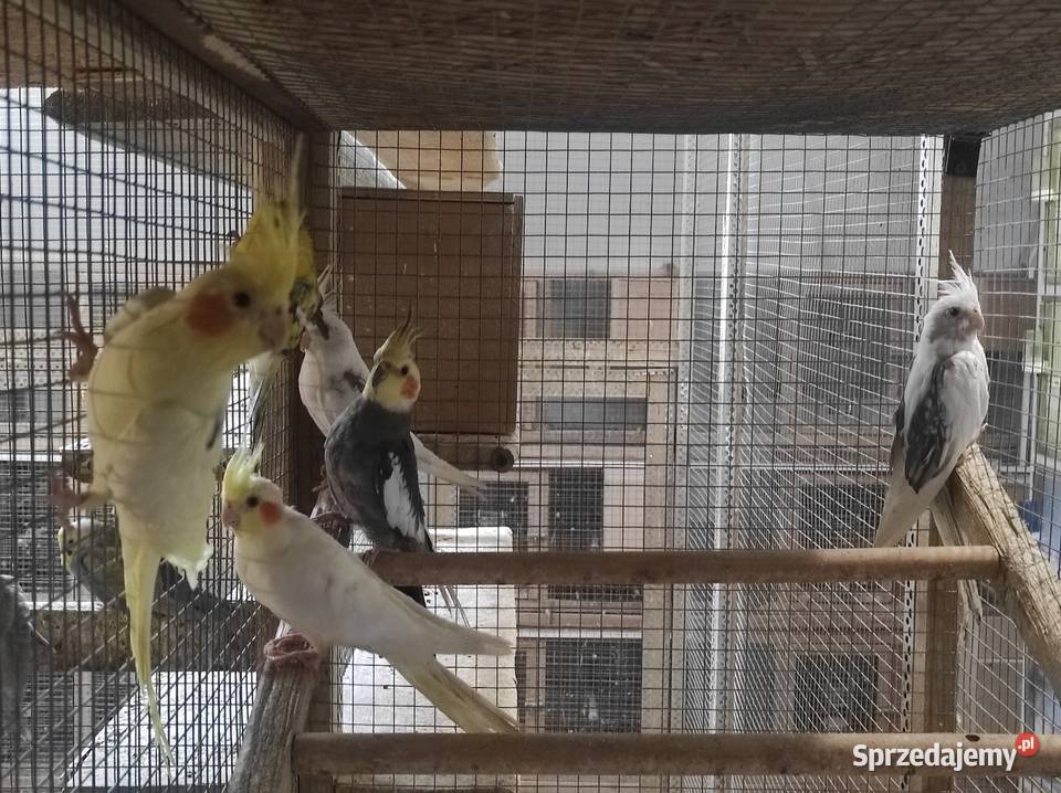 Nimfy z polikami Wilga