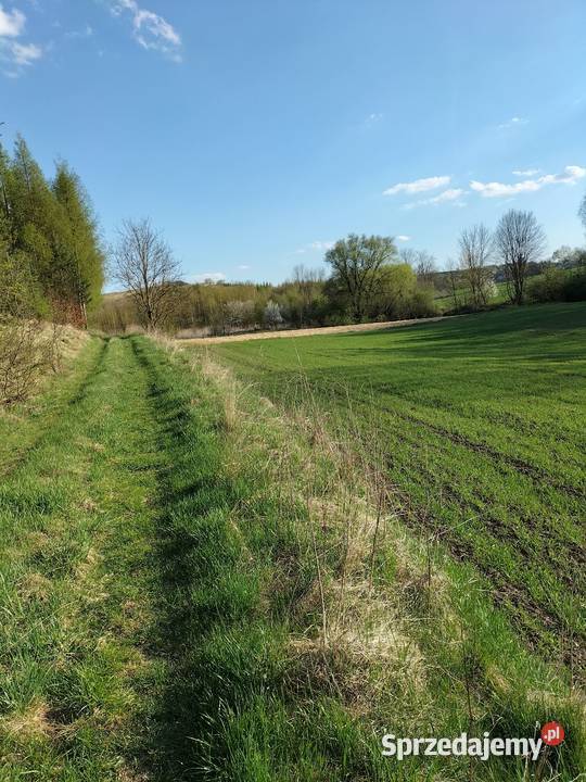 30ar Kościejów gm Racławice