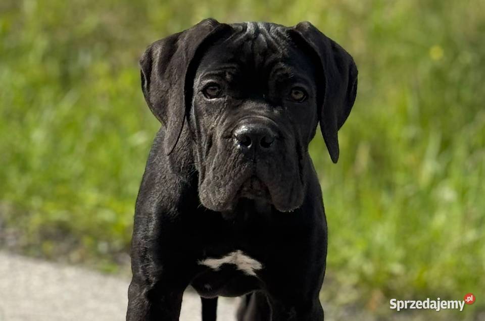 Czarna smoła suczka Cane Corso ZKwPFCI