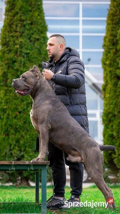 Cane Corso Szczenięta Cane Corso Lamk sprzedam