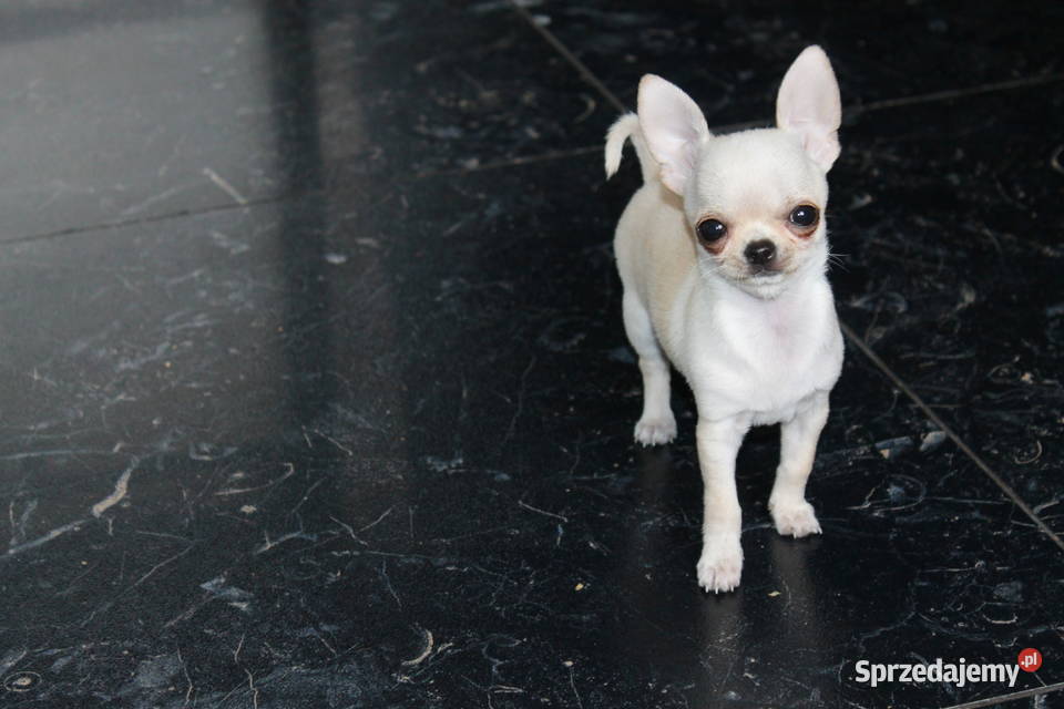 Chihuahua MINI krótkowłosy chłopiec ZKwP FCI Świnoujście
