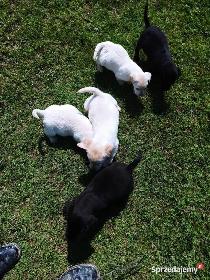 Labradory brązowe, biszkoptowe i czarne