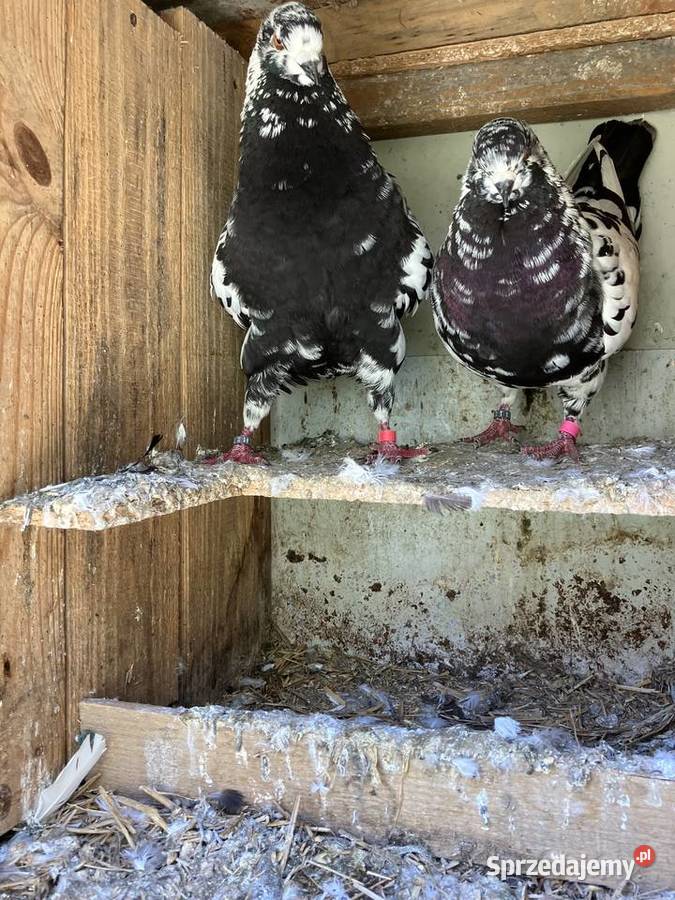 Sprzedam gołębie ozdobne Czółna sprzedam