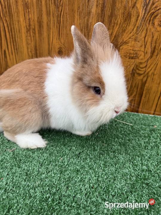 Miniaturka samczyk małopolskie Chocznia