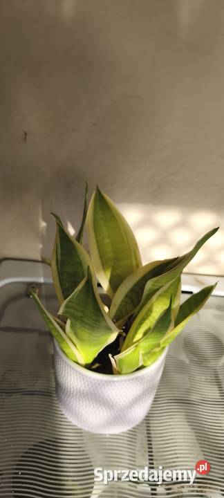 Kwiaty Doniczkowe Domowe wielkopolskie Swarzędz