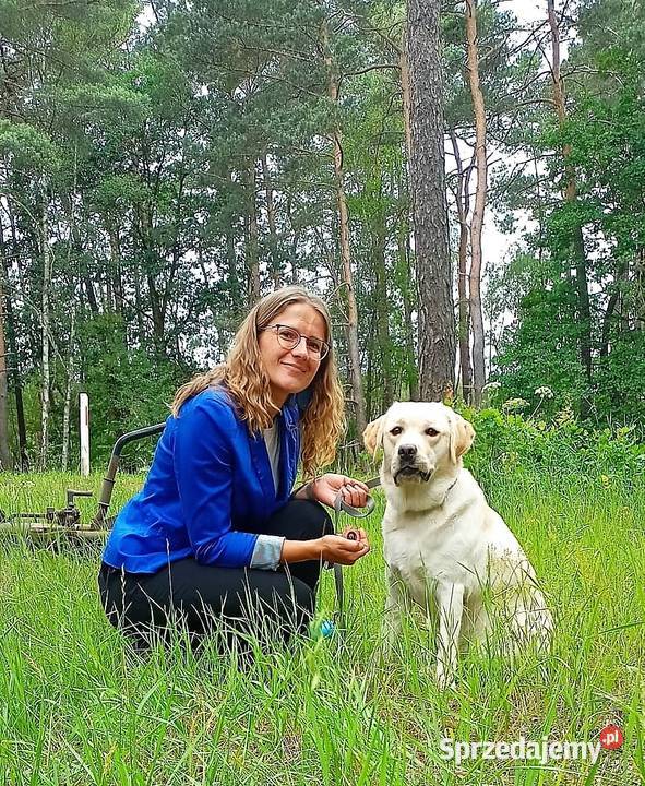Labrador retriever ZKwPFCI najlepszy Toruń
