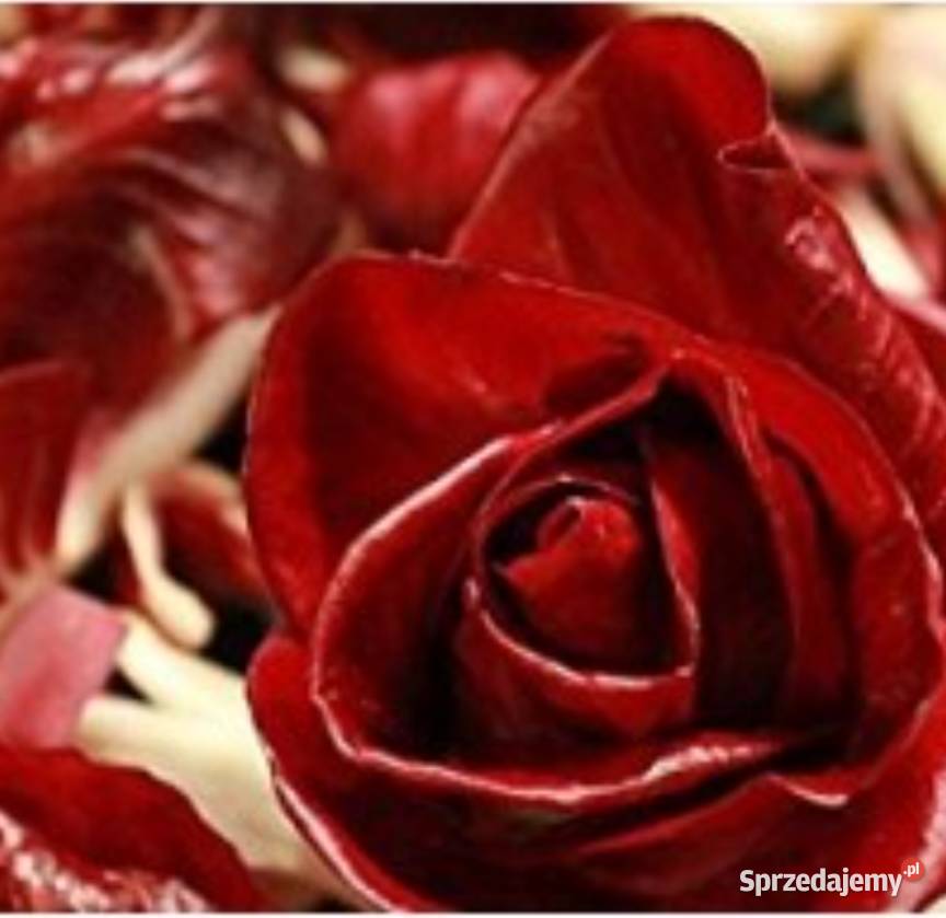 Cykoria Sałata główkowa odmiany świata znosi Kraków