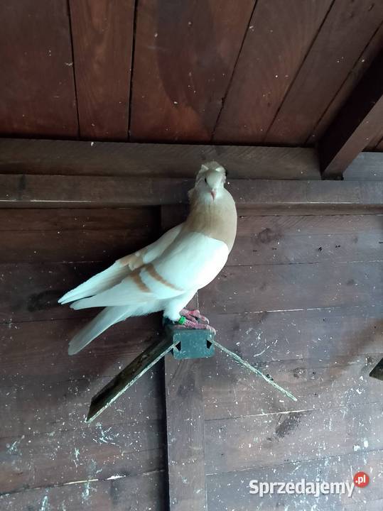 Gołębie ozdobne Wierzbice