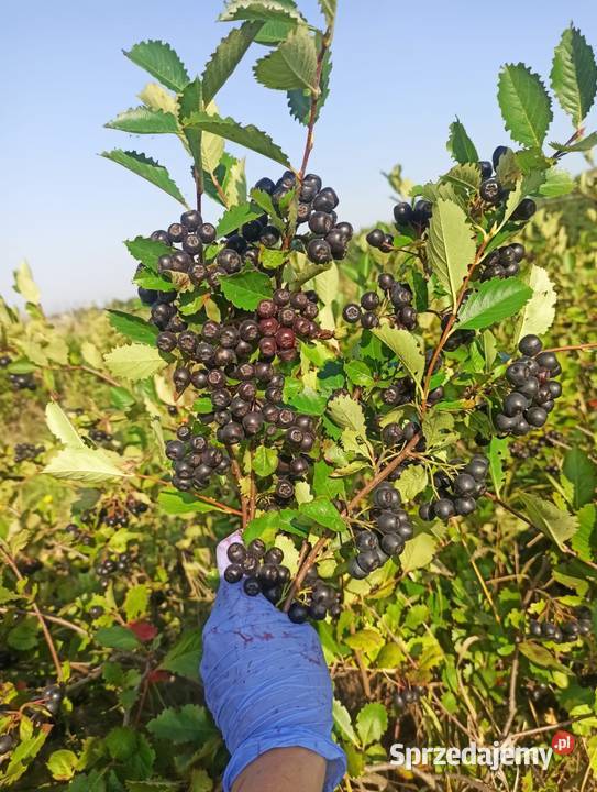 Aronia Wysyłka Owoce Włocławek sprzedam