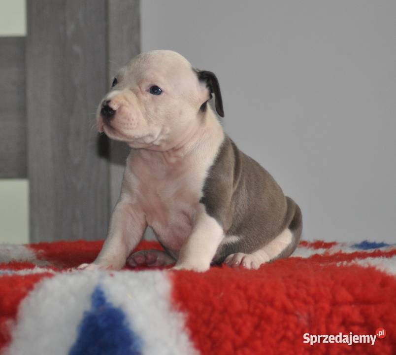 Amstaff zkwp fci BLUE piesek Amstaff Koziegłowy sprzedam