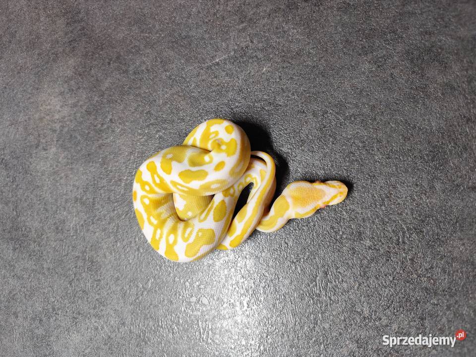 Pytony Królewskie Albino Pruszków