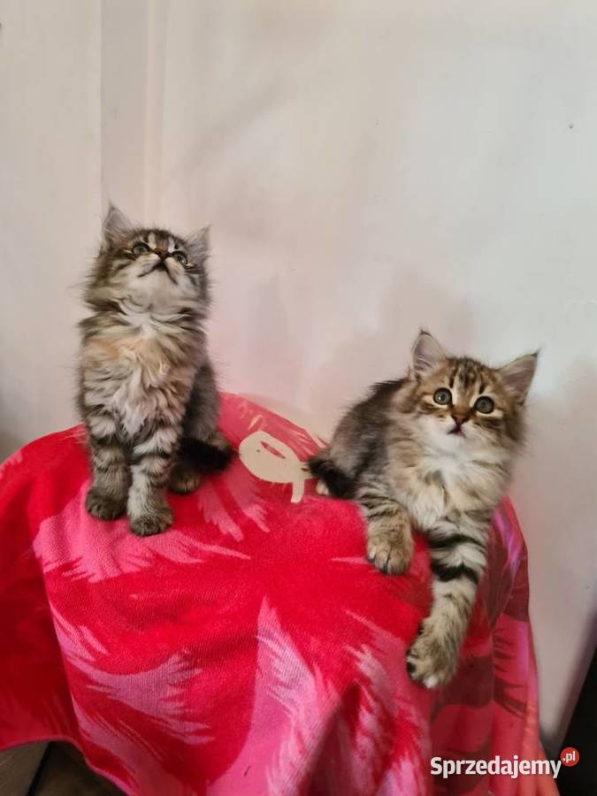 Maine Coon Drygulec