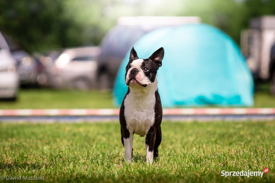 Reproduktor Boston Terrier Champion ZkwP FCI Kraków usługa dla zwierząt