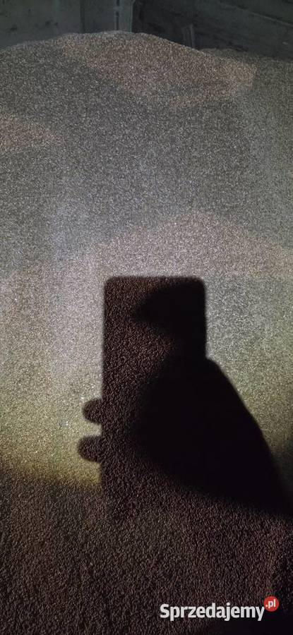 Sprzedam przenżyto ozime atletus Pozostałe Wichrów sprzedam