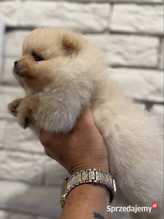 Szpic miniaturowy pomeranian dziewczynka śląskie Gliwice sprzedam