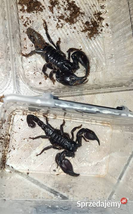 Skorpiony H silenus DUŻE samcesamice Pozostałe Tarnów