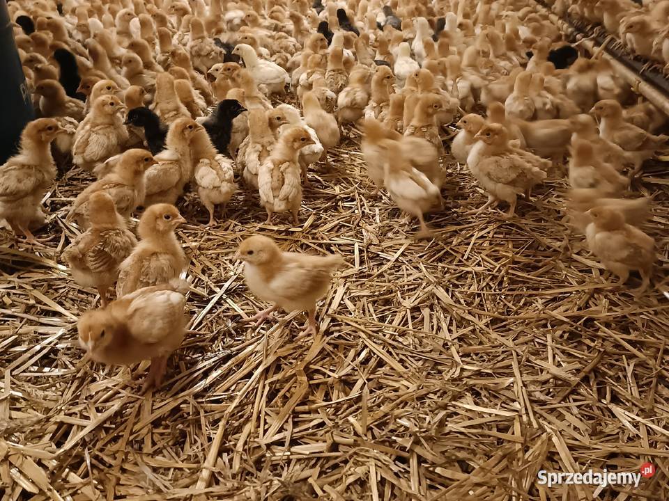 Sprzedam kury nioski kokoszki kurki pisklaki