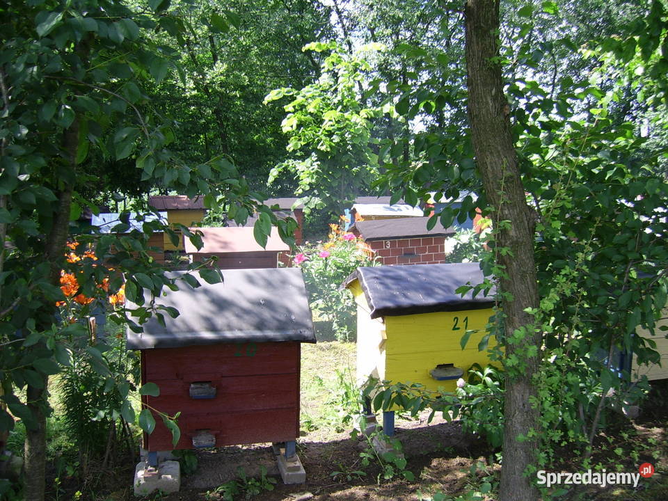Sprzedam 10 rodzin pszczelich Kraśnik