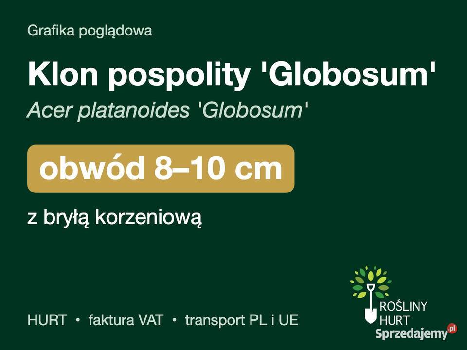 Klon pospolity Globosum obwód 810 z bryłą HURT wielkopolskie