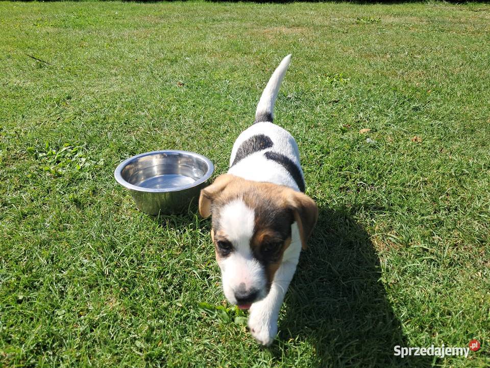 Jack russell terrier Bieliny