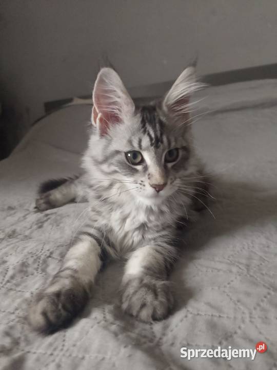Kotka Maine Coon rodowód FPL Bytom Odrzański