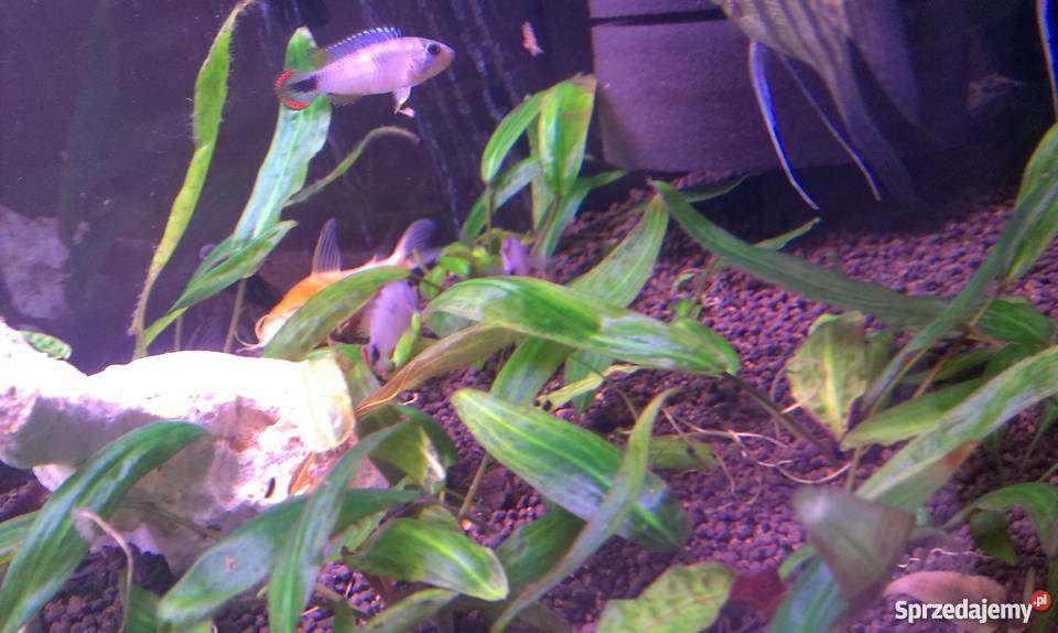 Apistogramma Panduro Łódź