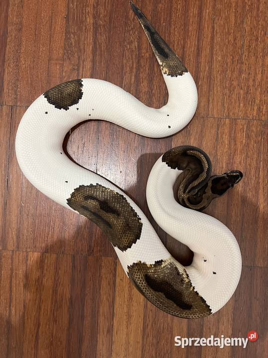 Pyton Królewski 10 Piebald dolnośląskie sprzedam