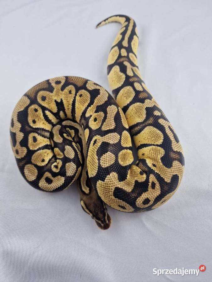 Pyton królewski python regius samica Wrocław sprzedam