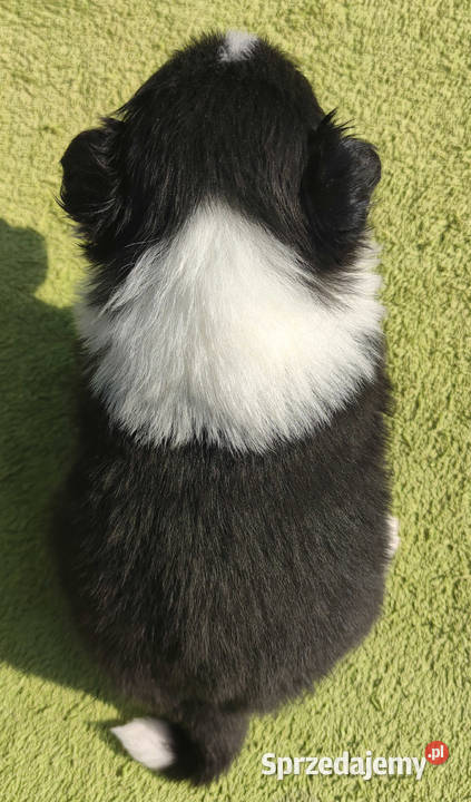 BORDER COLLIE klasyk z dokumentami podkarpackie Iwonicz