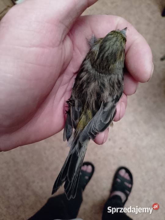 Kanarki 3 sztuki Siepraw